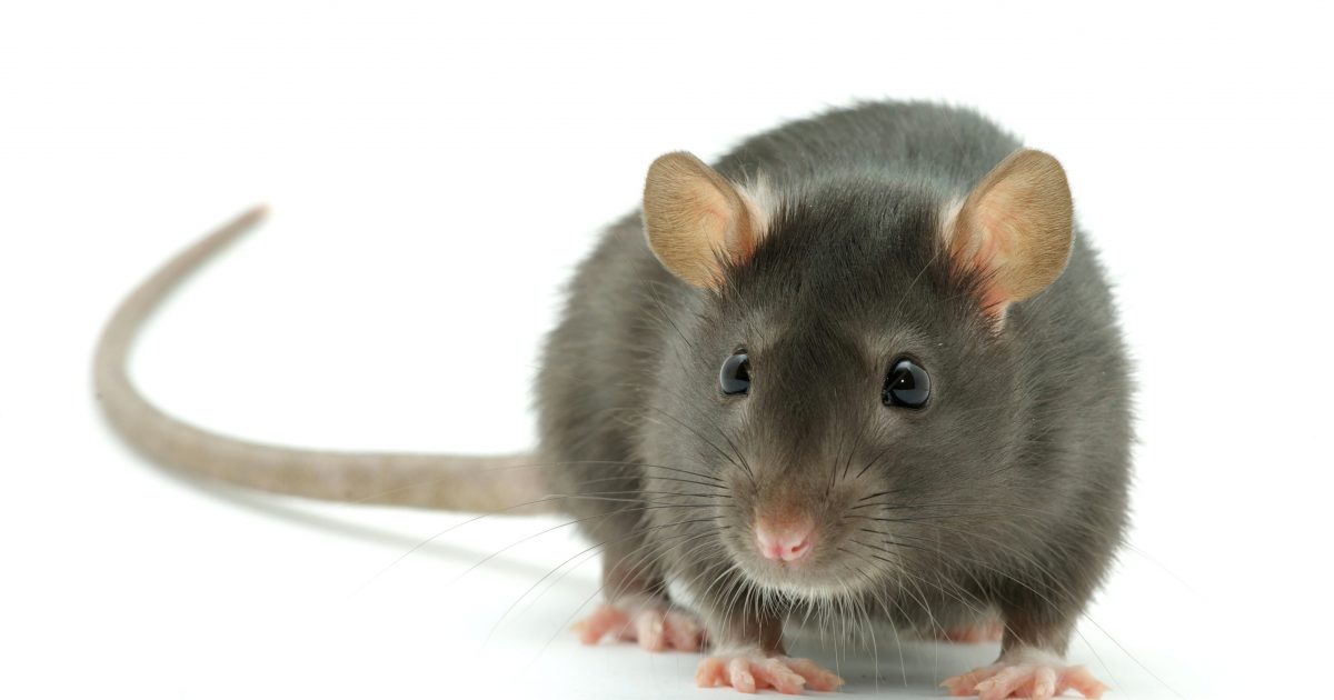 Tipps gegen Rattenbefall in Mülltonne und Komposter - Kleinlogel